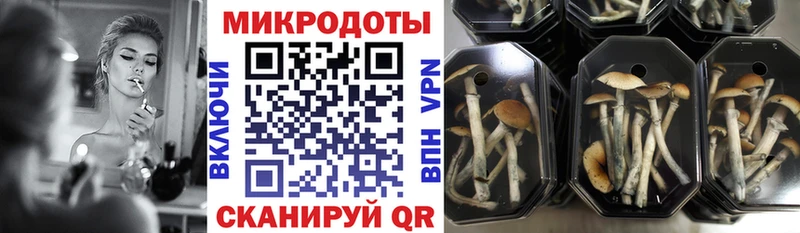Псилоцибиновые грибы прущие грибы  цены наркотик  Суджа 